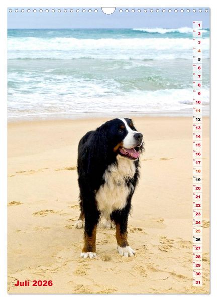 Produktbild: B&Auml;R - Der Berner Sennenhund (Wandkalender 2026 DIN A3 hoch), CALVENDO Monatskalender