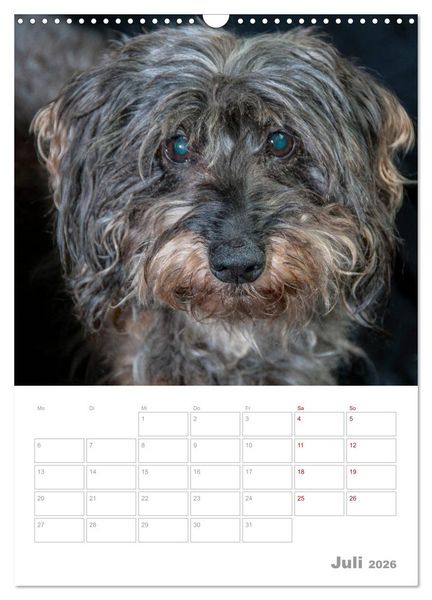 Produktbild: Dackelportraits (Wandkalender 2026 DIN A3 hoch), CALVENDO Monatskalender