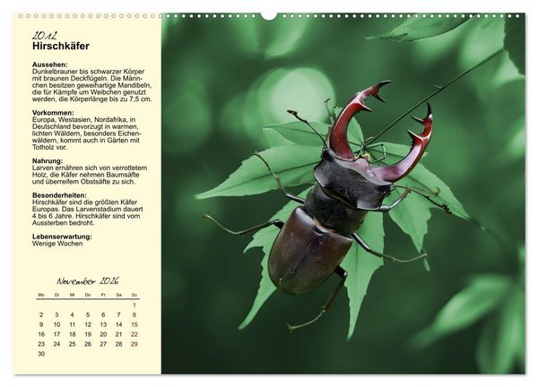 Produktbild: Insekt des Jahres (Wandkalender 2026 DIN A2 quer), CALVENDO Monatskalender