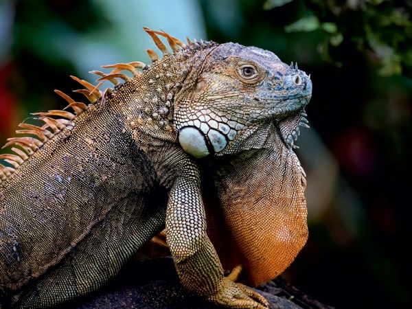Produktbild: Gr&uuml;ner Leguan (Iguana iguana) (Puzzle)
