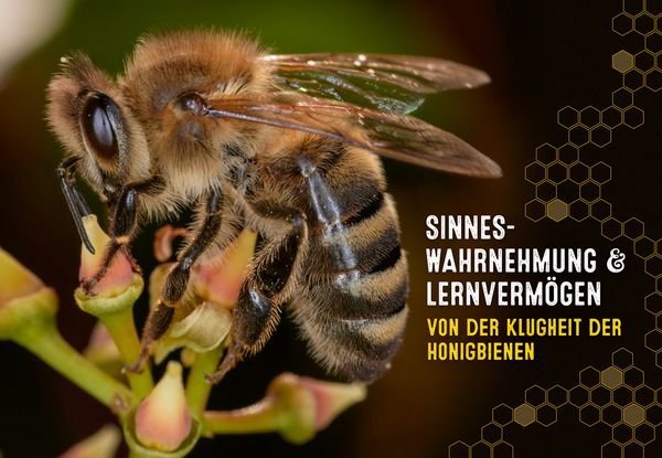 Produktbild: Auch Bienen haben Schwei&szlig;f&uuml;&szlig;e