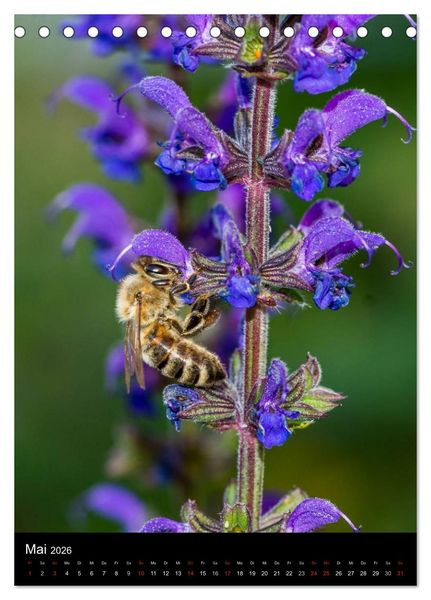 Produktbild: Bienen und Hummeln (Tischkalender 2026 DIN A5 hoch), CALVENDO Monatskalender