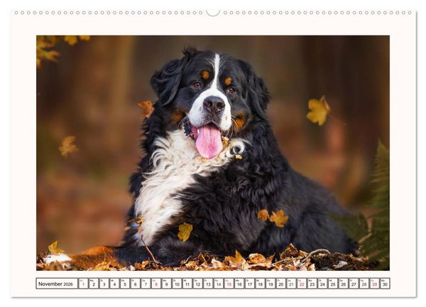 Produktbild: Berner Sennenhunde - Tr&auml;umereien (hochwertiger Premium Wandkalender 2026 DIN A2 quer), Kunstdruck in Hochglanz