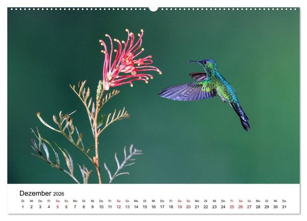 Produktbild: Kolibris - Flugk&uuml;nstler im Regenwald (hochwertiger Premium Wandkalender 2026 DIN A2 quer), Kunstdruck in Hochglanz