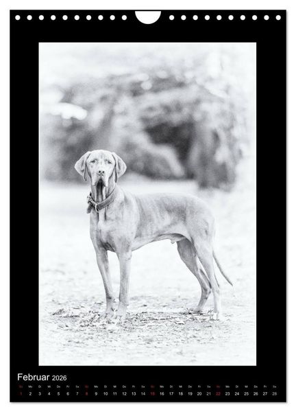 Produktbild: Vizsla-Liebe (Wandkalender 2026 DIN A4 hoch), CALVENDO Monatskalender