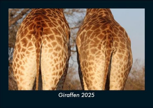 Produktbild: Giraffen 2025 Fotokalender DIN A5