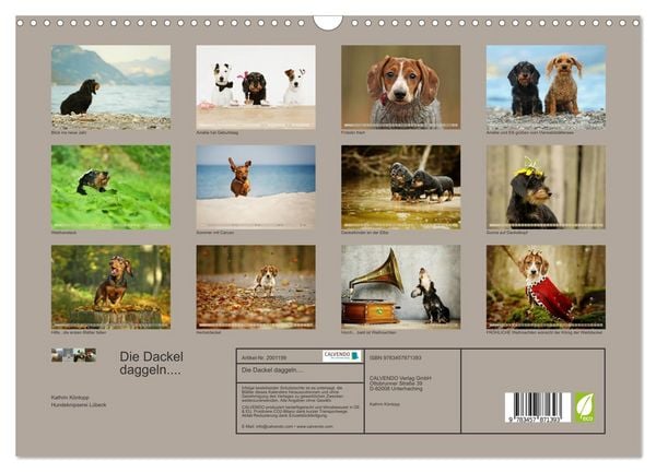 Produktbild: Die Dackel daggeln.... (Wandkalender 2026 DIN A3 quer), CALVENDO Monatskalender