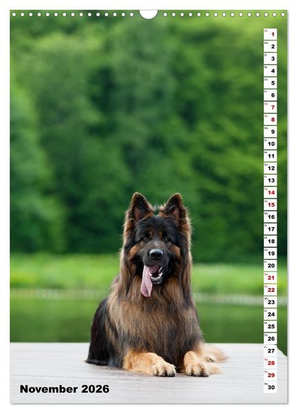 Produktbild: Sch&auml;ferhunde Langstockhaar zum verlieben (Wandkalender 2026 DIN A3 hoch), CALVENDO Monatskalender