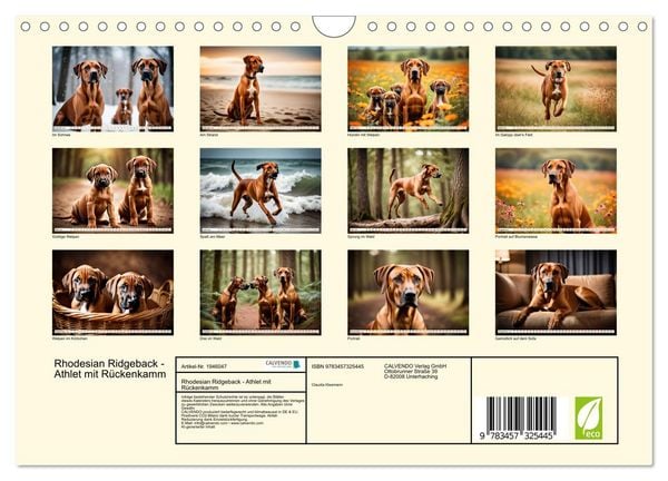 Produktbild: Rhodesian Ridgeback - Athlet mit R&uuml;ckenkamm (Wandkalender 2026 DIN A4 quer), CALVENDO Monatskalender