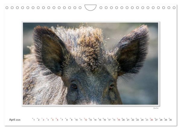 Produktbild: Emotionale Momente: Das Wildschwein. / CH-Version (Wandkalender 2026 DIN A4 quer), CALVENDO Monatskalender