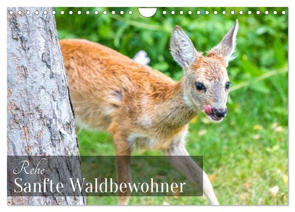 Produktbild: Rehe - Sanfte Waldbewohner (Wandkalender 2026 DIN A4 quer), CALVENDO Monatskalender