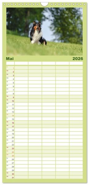 Produktbild: Familienplaner 2026 - Collies - charmante Herzensbrecher mit 5 Spalten (Wandkalender, 21 x 45 cm) CALVENDO