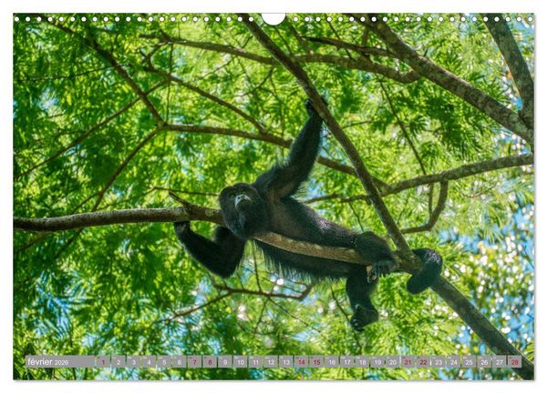 Produktbild: Guatemala - Un pays spectaculaire (Calendrier mural 2026 DIN A3 vertical), CALVENDO calendrier mensuel