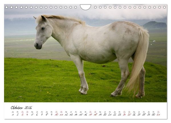 Produktbild: Islandpferde take it Isi (Wandkalender 2026 DIN A4 quer), CALVENDO Monatskalender