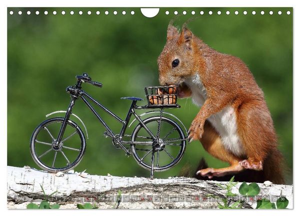 Produktbild: Eichh&ouml;rnchen Luna und ihre Kinder (Wandkalender 2027 DIN A4 quer), CALVENDO Monatskalender