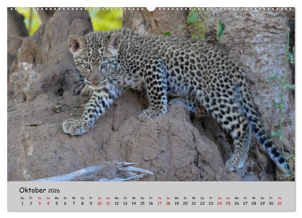 Produktbild: Leoparden - gro&szlig; und klein (hochwertiger Premium Wandkalender 2026 DIN A2 quer), Kunstdruck in Hochglanz
