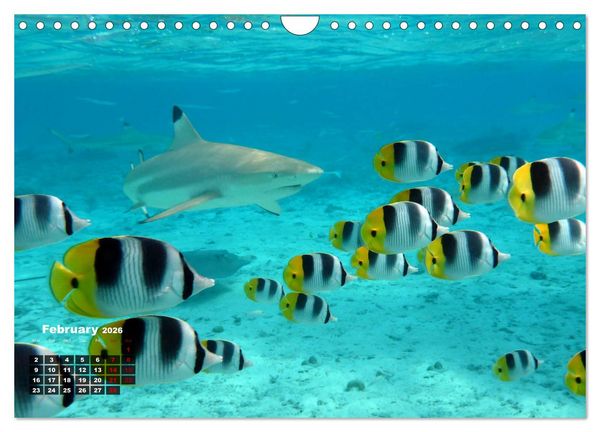 Produktbild: Bora Bora (Wall Calendar 2026 DIN A4 landscape), CALVENDO 12 Month Wall Calendar