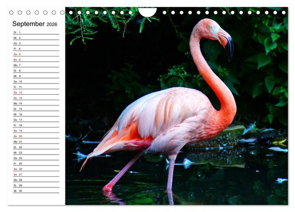 Produktbild: Elegante Flamingo (Wandkalender 2026 DIN A4 quer), CALVENDO Monatskalender