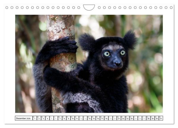 Produktbild: Tierisch tolles Madagaskar - Cham&auml;leons, Lemuren und mehr (Wandkalender 2026 DIN A4 quer), CALVENDO Monatskalender