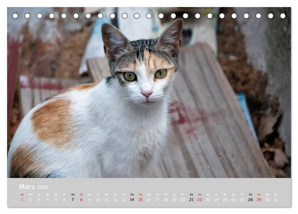 Produktbild: Katzen des S&uuml;dens (Tischkalender 2026 DIN A5 quer), CALVENDO Monatskalender