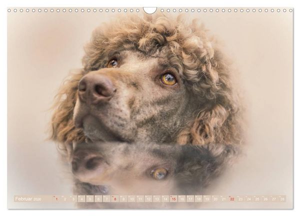 Produktbild: Lockenpfoten 2026 (Wandkalender 2026 DIN A3 quer), CALVENDO Monatskalender