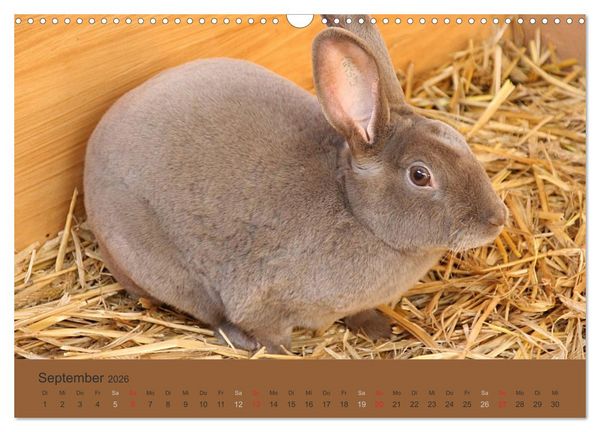 Produktbild: Rex - Kaninchen (Wandkalender 2026 DIN A3 quer), CALVENDO Monatskalender