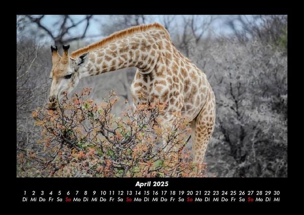Produktbild: Tiere in der Wildnis 2025 Fotokalender DIN A3