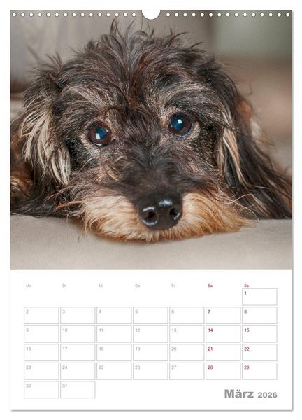 Produktbild: Dackelportraits (Wandkalender 2026 DIN A3 hoch), CALVENDO Monatskalender