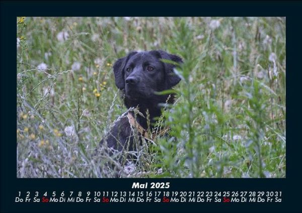 Produktbild: Hunde 2025 Fotokalender DIN A5