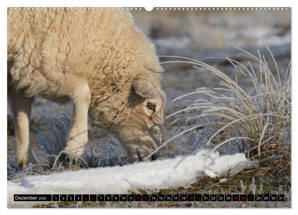 Produktbild: Schafe auf Sylt (hochwertiger Premium Wandkalender 2026 DIN A2 quer), Kunstdruck in Hochglanz