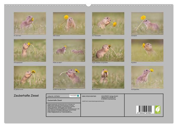 Produktbild: Zauberhafte Ziesel (hochwertiger Premium Wandkalender 2026 DIN A2 quer), Kunstdruck in Hochglanz