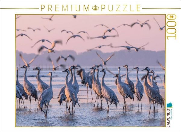 Produktbild: CALVENDO Puzzle Kraniche im K&ouml;lpinsee am Schlafplatz und im Abflug | 1000 Teile Lege-Gr&ouml;&szlig;e 64x48cm Foto-Puzzle f&uuml;r gl&uuml;ckliche Stunden