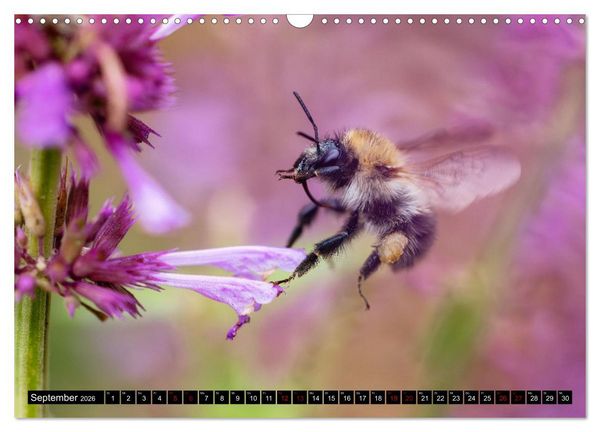 Produktbild: Hummeln - Flugaufnahmen eines faszinierenden Insekts (Wandkalender 2026 DIN A3 quer), CALVENDO Monatskalender
