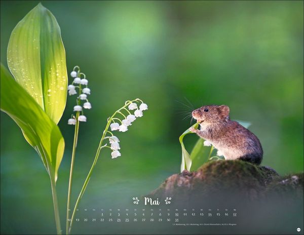 日本全国送料無料商品 特集 Vadim Trunov: Märchenhaftes Waldleben Posterkalender 2026 手帳・カレンダー
