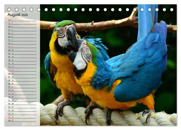 Produktbild: Papageien. Bunt, laut und klug (Tischkalender 2026 DIN A5 quer), CALVENDO Monatskalender