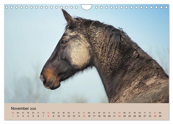 Produktbild: Wildpferde. Frei wie der Wind (Wandkalender 2026 DIN A4 quer), CALVENDO Monatskalender