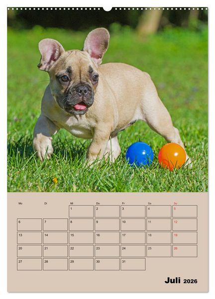 Produktbild: Jahresplaner Franz&ouml;sische Bulldogge (Wandkalender 2026 DIN A2 hoch), CALVENDO Monatskalender