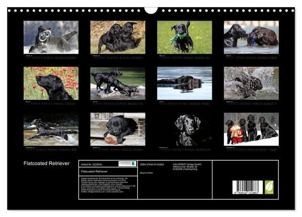 Produktbild: Flatcoated Retriever (Wandkalender 2026 DIN A3 quer), CALVENDO Monatskalender