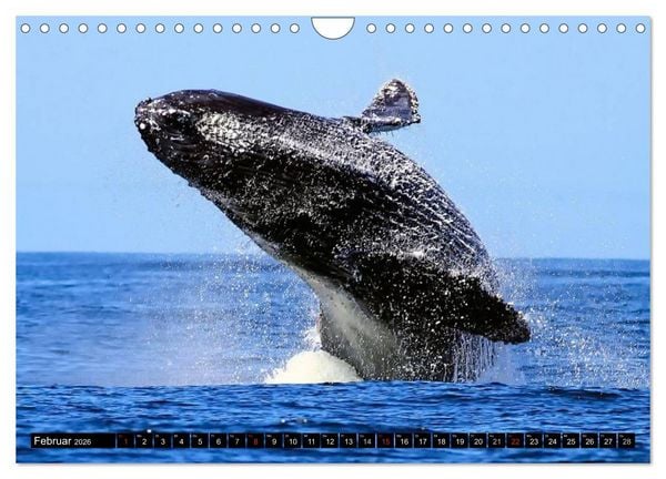 Produktbild: Wale - Kolosse der Meere (Wandkalender 2026 DIN A4 quer), CALVENDO Monatskalender