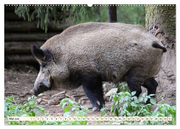 Produktbild: Wildschweine - Tiere aus unseren W&auml;ldern (hochwertiger Premium Wandkalender 2026 DIN A2 quer), Kunstdruck in Hochglanz