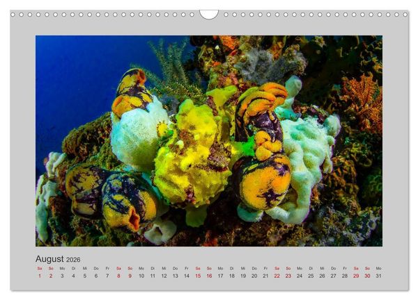 Produktbild: Korallen-Riffe Tauchertr&auml;ume (Wandkalender 2026 DIN A3 quer), CALVENDO Monatskalender