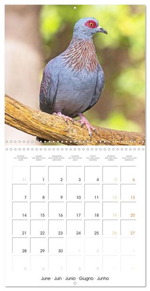 Produktbild: Doves: Gentle Beauty (Wall Calendar 2027 12 &times; 12 Inch) CALVENDO 12 Month Wall Calendar