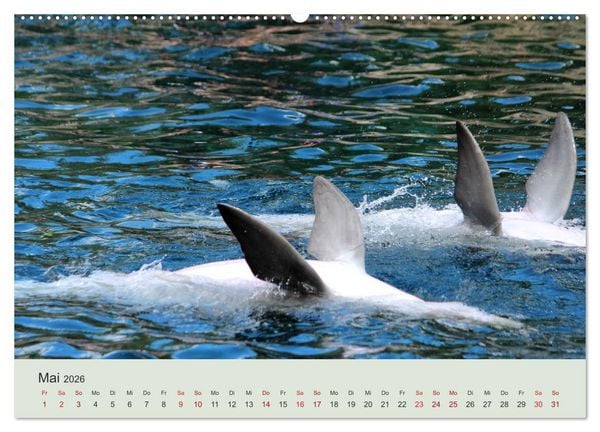 Produktbild: Die Welt der Delphine (Wandkalender 2026 DIN A2 quer), CALVENDO Monatskalender