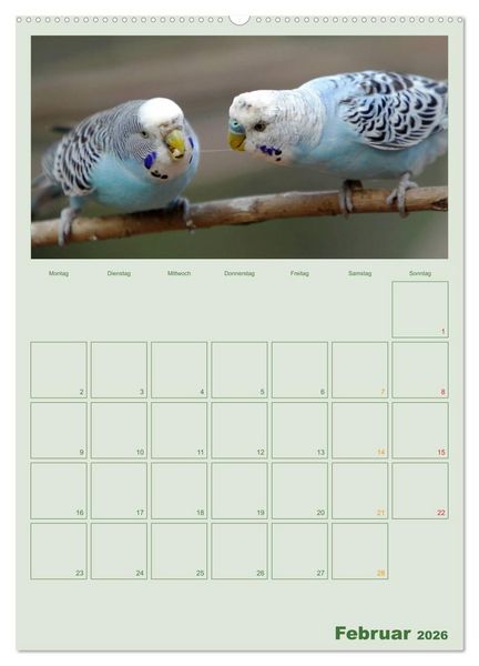 Produktbild: Wellensittiche Terminplaner (hochwertiger Premium Wandkalender 2026 DIN A2 hoch), Kunstdruck in Hochglanz