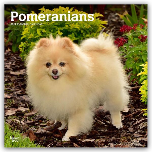 Pomeranians – Spitz 2027 – 16-Monatskalender