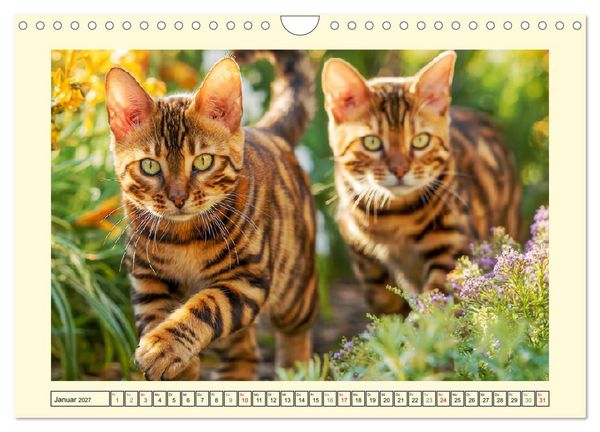 Produktbild: Sch&ouml;ne Katzen. Beliebte Samtpfoten im Garten (Wandkalender 2027 DIN A4 quer), CALVENDO Monatskalender