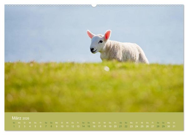 Produktbild: Unter Schafen - Wegbegleiter auf Reisen (Wandkalender 2026 DIN A2 quer), CALVENDO Monatskalender