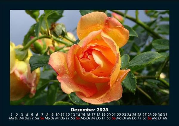 Produktbild: Blumenkalender 2025 Fotokalender DIN A5