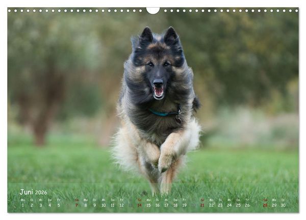 Produktbild: Fr&ouml;hliche Hunde (Wandkalender 2026 DIN A3 quer), CALVENDO Monatskalender