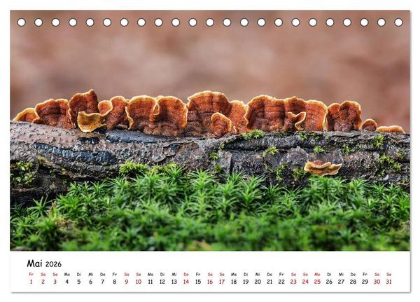 Produktbild: Pilzgalerie - Die bunte Welt der Baumpilze (Tischkalender 2026 DIN A5 quer), CALVENDO Monatskalender